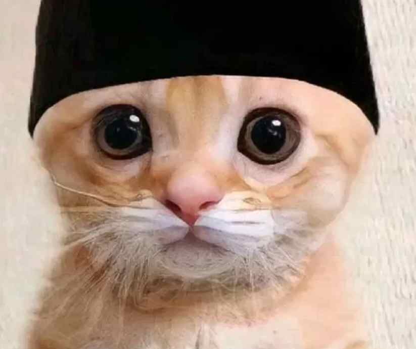 Download Pp Kucing Ramadhan FF (Free Fire)