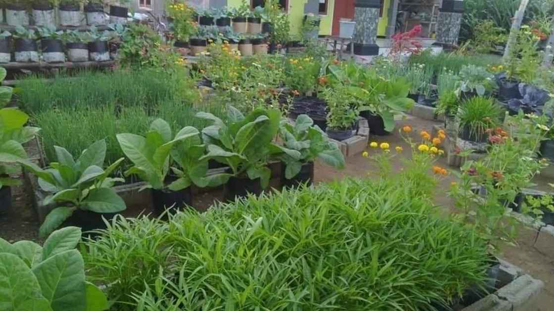 Bahasa Jawanya "Sayur Depan"? Yuk, Simak!